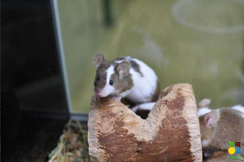 Vente d'animaux Thionville